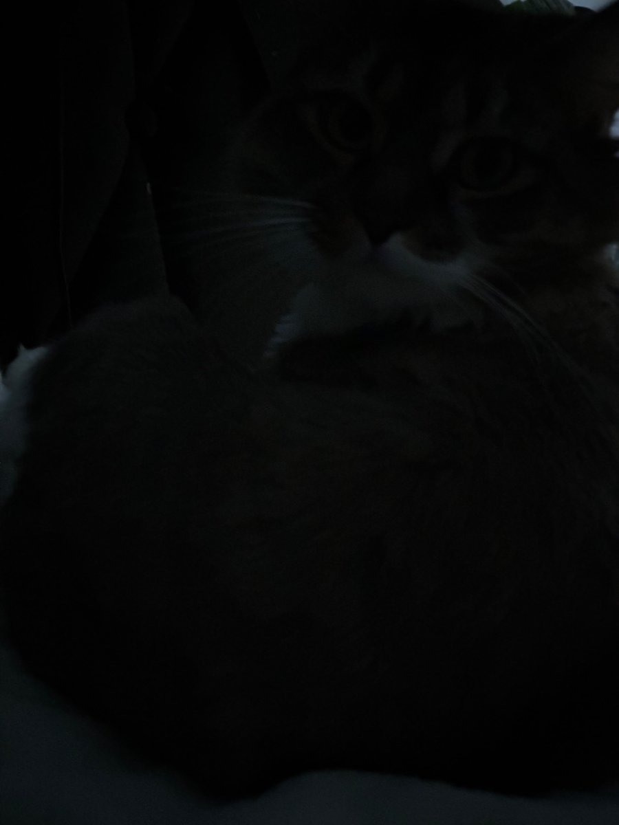 stupid_soggycat's tweet photo. got two mittens photo redeems today during stream https://t.co/j9FKJVcxE2