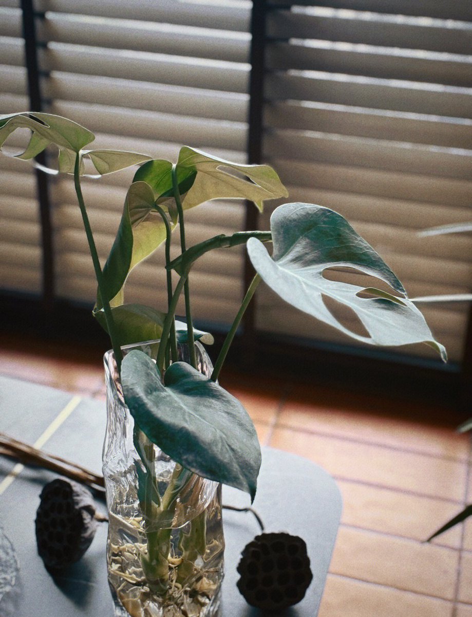 natiq345129's tweet photo. Pro tip for happy houseplants: Water when the top 2 inches of soil feel dry, not on a fixed schedule! Your green buddies will thank you. https://t.co/5SdVIC3c2d