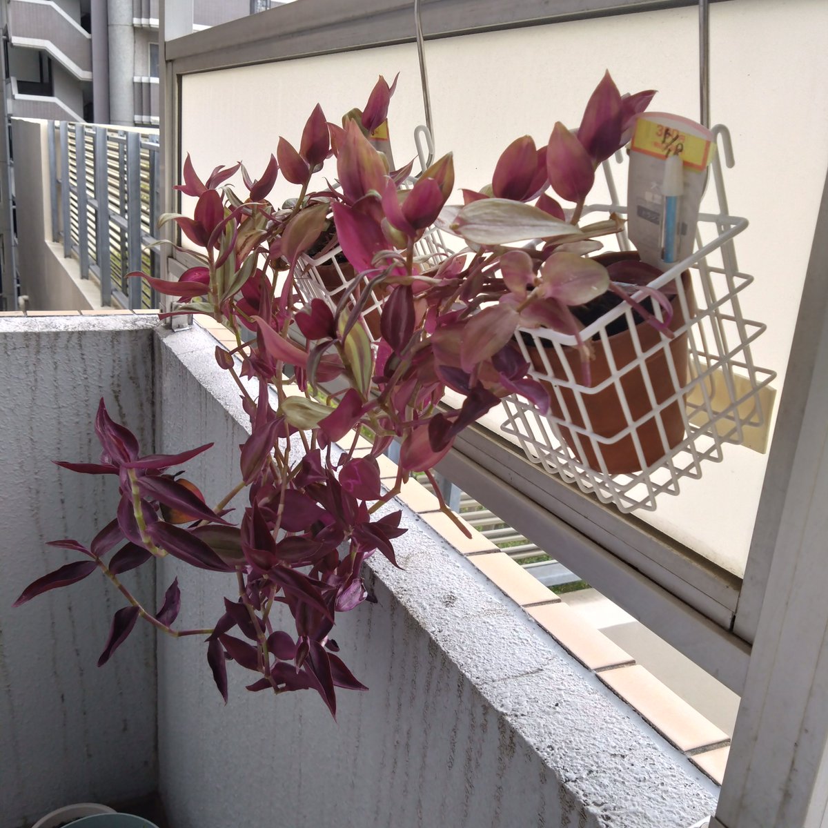 takemasann's tweet photo. ベランダ園芸   観葉植物編

今週からは変化のあったものだけを載せていきます！

トラディスカンティア
手前の株を剪定しました。選定してすぐは切り口から水が出ていたので病気になったりしないか心配してたのですが、2~3日で塞がったのでとりあえず安心しました！

切った茎を土と水に挿し木
土は今のところ変化はありませんが、水は次の日には発根が始まりました。生育の旺盛さにびっくり。水耕栽培を続けるか土に植え替えるか迷ってます。

先に土に挿してあったものは葉っぱが開いてきて綺麗な色をしていたので安心してます。紫と緑の葉っぱに若干銀色っぽいきらきらした部分があるのがいいんですよね！

クワズイモ
なかなか新しい芽が生えてこないと思っていたら土の中から新しい芽がひょっこり顔を出しました！あまりにも想定してなかったから掘り起こして中がどうなっているのか見てみたい気持ちを抑えて春を待とうと思います

ドラセナ(挿し木)
中央にあった新芽が開いてきたので定着したのだと思います。生花から本当によく育つので増えていって困ってます笑

 #ベランダ園芸
 #観葉植物
 #トラディスカンティア
 #クワズイモ
 #ドラセナ