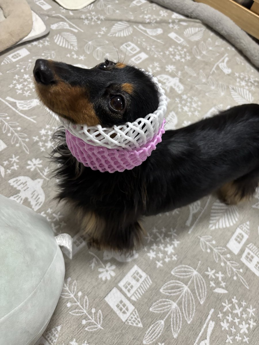 mache_0112's tweet photo. かわいいアザラシ https://t.co/Zzi3vQb7I2