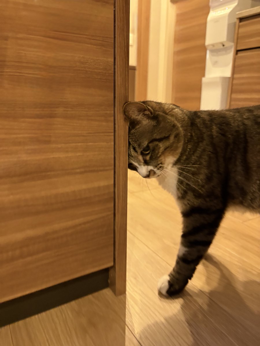 fuji_ayako's tweet photo. 絶対笑わせにきてる https://t.co/ZBVMfi2kz8