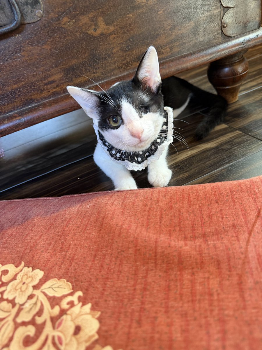 takezo_diary's tweet photo. 朝活  #要にゃんこ亭 🐱

ハートが帰還〜🏠
お店で会えるのは久しぶり✨
りゅうさんとミジがおもちゃ大ハッスル😂笑 https://t.co/lVK3QmtzCX
