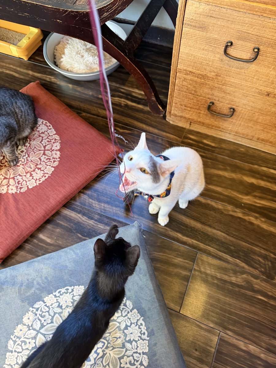 takezo_diary's tweet photo. 朝活  #要にゃんこ亭 🐱

ハートが帰還〜🏠
お店で会えるのは久しぶり✨
りゅうさんとミジがおもちゃ大ハッスル😂笑 https://t.co/lVK3QmtzCX