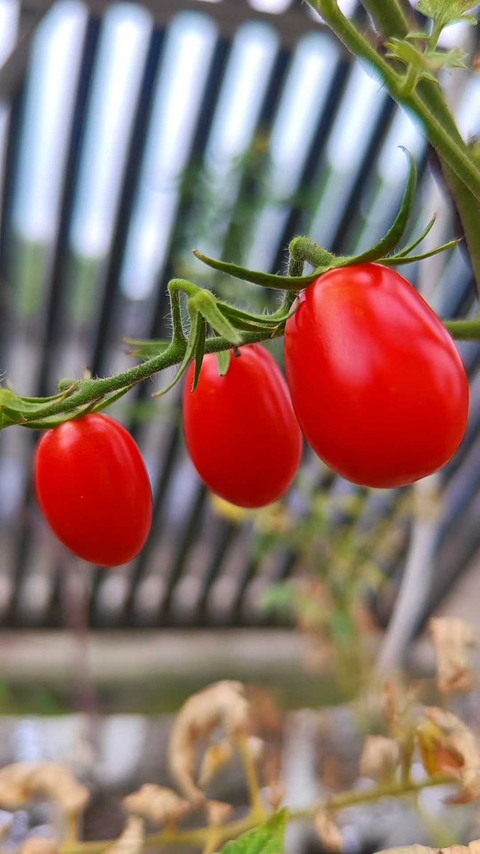 cuiqk116648's tweet photo. Just tried the new organic cherry tomatoes from the local farm! Plump, sweet, and burst with fresh juice—no weird aftertastes at all. Perfect for salads or snacking straight. https://t.co/E56pxvPEdS