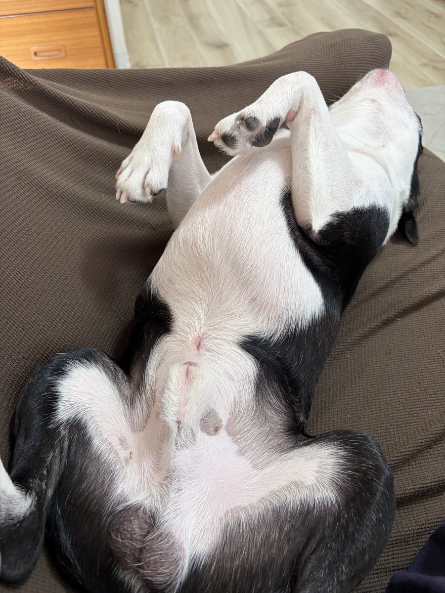 MANA00HUNAMA's tweet photo. 平日の午後

あるあるだと思うけど、うちのボストンテリアも自分を犬だとは思っていない https://t.co/4E73WK1JdQ