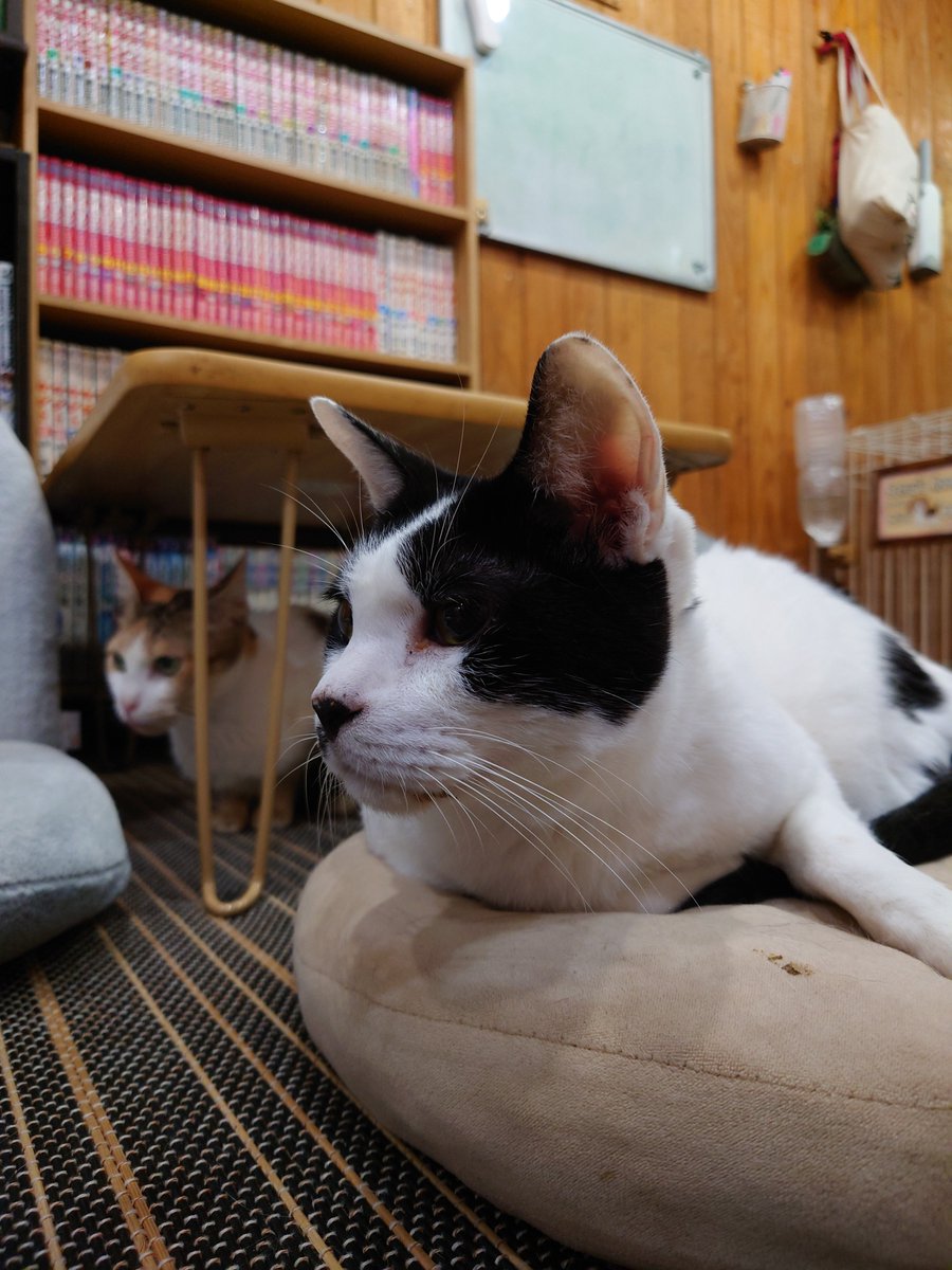 kunkun1970's tweet photo. 昨日のにゃんこ(=^・^=)＃猫カフェSHANA https://t.co/nL1r5TyZ4L