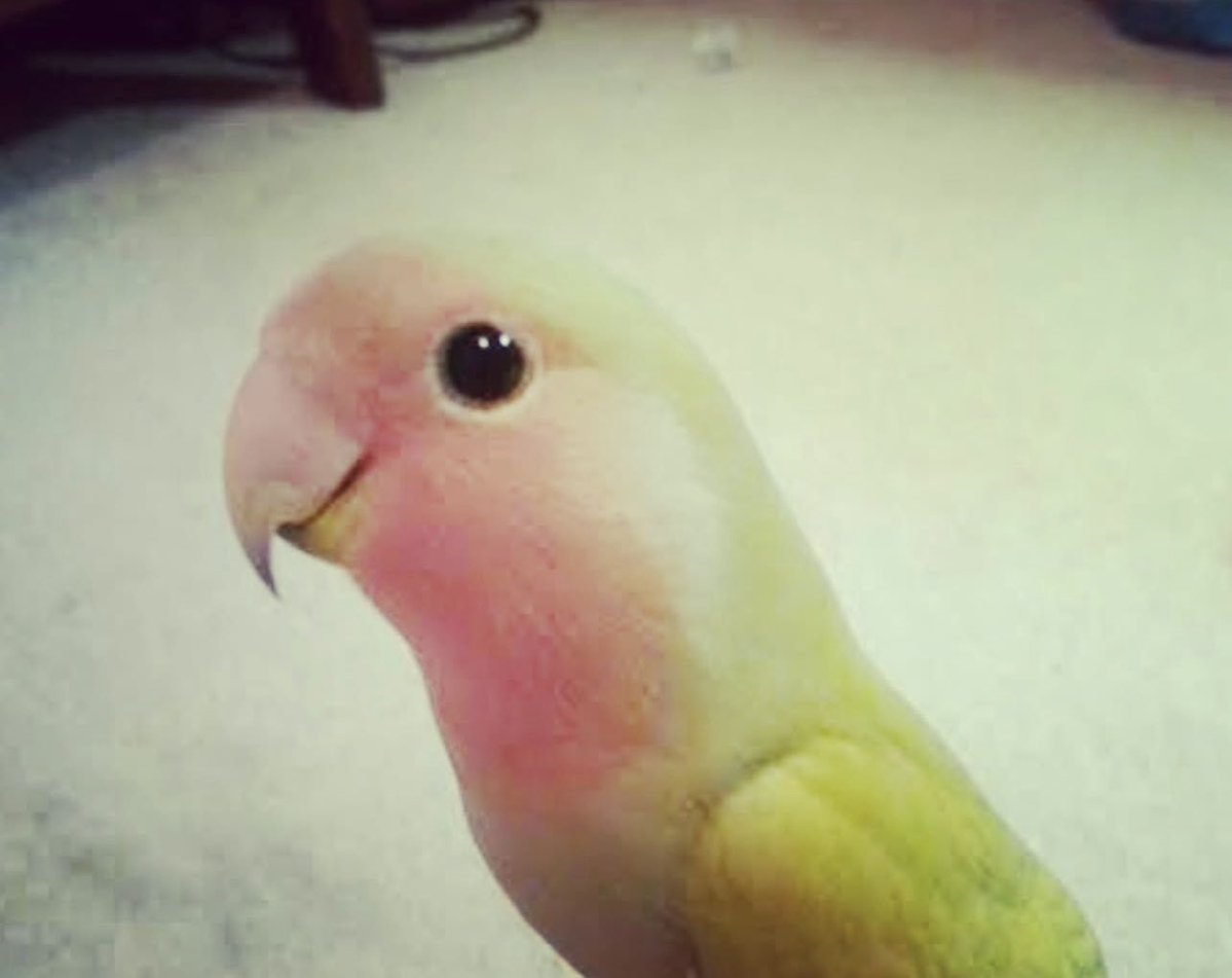 monkeypants15's tweet photo. Wow this bird looks rather friendly https://t.co/uoyhj1KUU8