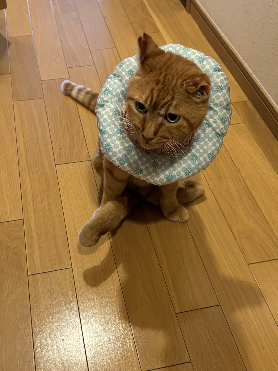miracleshow's tweet photo. たまがお尻を舐めないようにカラーを作ってみましたが、お尻に口が届いてしまいました。ちょっと首の周りが大きかったみたいです。つくしに付けるとおちつくのか喉を鳴らしてました。昨晩の2時間半がパァ。睡眠不足なのに今は眠くない。寝溜めしたいのに。 https://t.co/uf4sJLMUHR