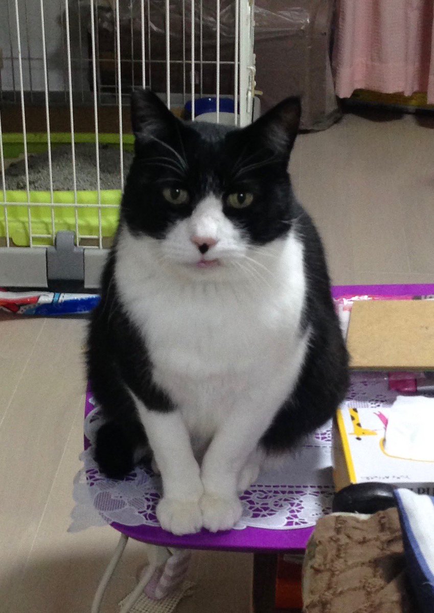 0710alps's tweet photo. @ojm52811 ミケちゃん　頑張って❗️
ひーちゃんやチャムの分まで
もっともっと長生きしてね。
元気になるように　いっぱい祈っているからね。 https://t.co/kyXEm8MdG0