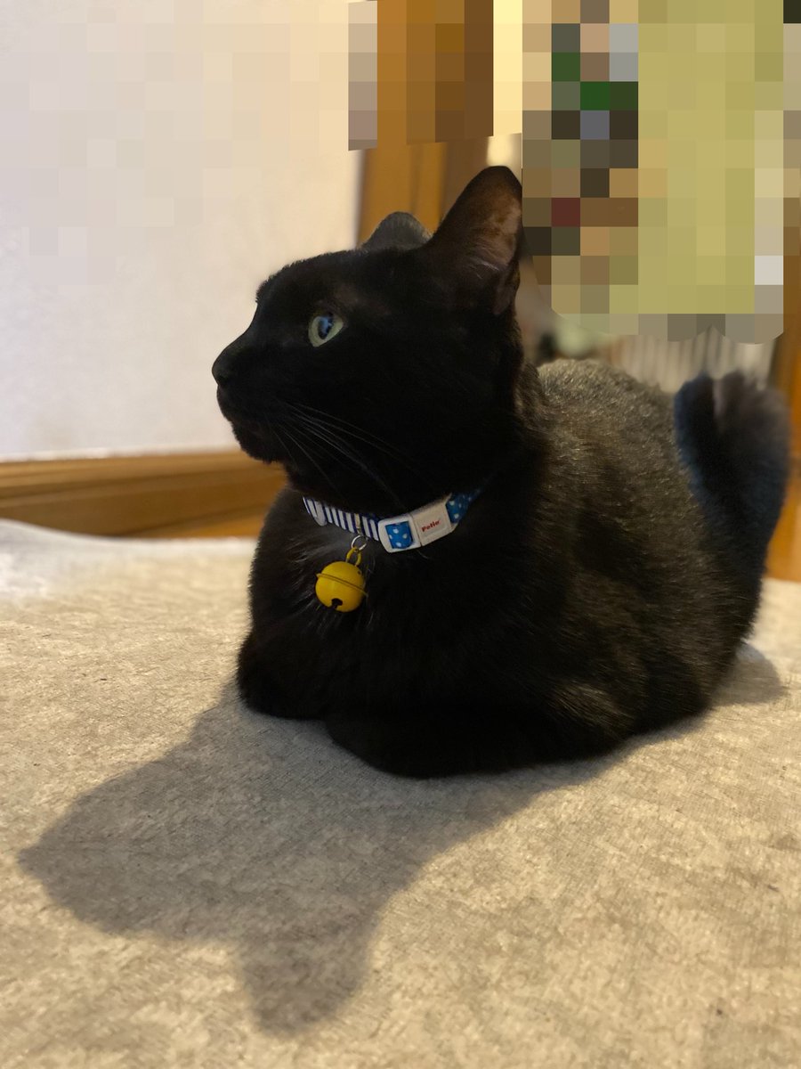mimimihara0207's tweet photo. 美しい猫 https://t.co/jus7SZUD2J