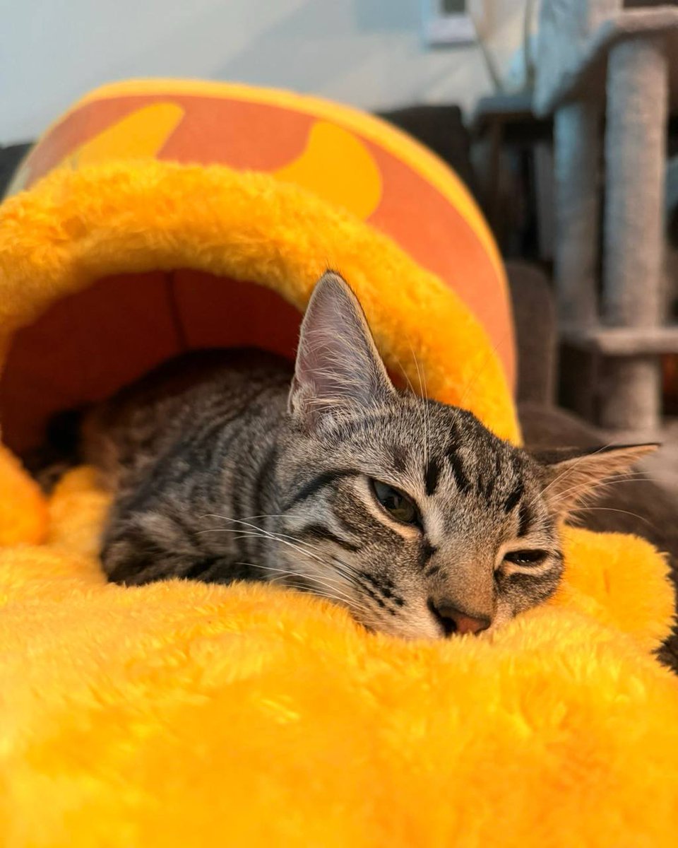 cnvite's tweet photo. TOLONG INI GEMES BANGETT 🍯🐱 Tempat tidur oyen mujaer terlihat sangat empukk https://t.co/fdJBUqJEXC