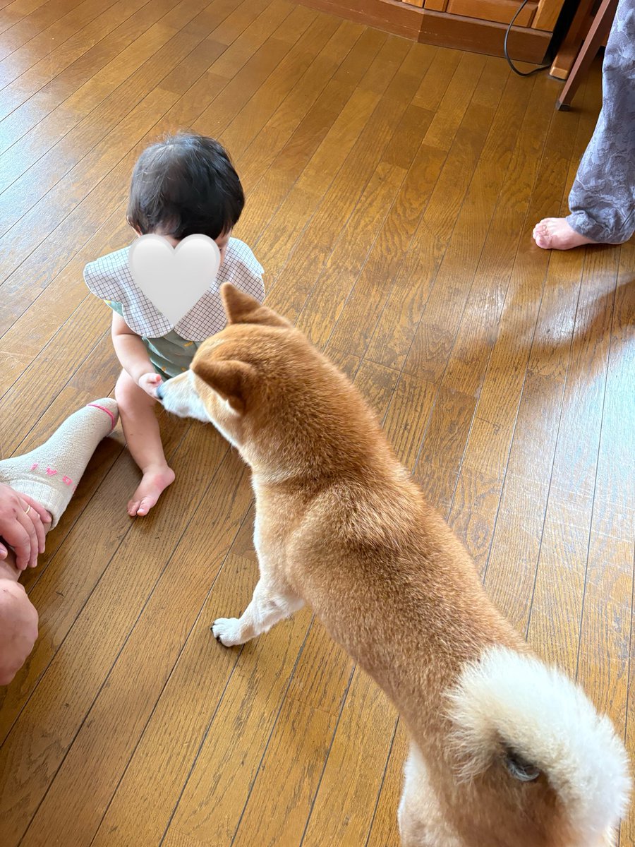 mimichan118's tweet photo. ワンワヌだいすき。でもアレルギーぽい。 https://t.co/QwgapUUZxS