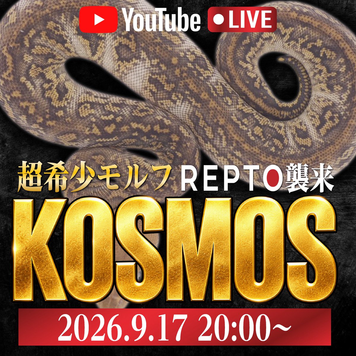 reptilestokyo_a's tweet photo. こんにちは☀️ 秋葉原本店店長ゆきおです！

ボールパイソンForeverの皆様！！
ボールパイソン好きの皆様 熱いお知らせです🔥❤️‍🔥

👽世界最高峰のグラナイト KOSMOS 襲来 🪐⚡️

世界のトップを走るアメリカのブリーダー
Kinova Reptilesが今1番熱いグラナイトモルフだと
ブリードに熱を注ぐ存在
＂KOSMOS ＂が REPTO秋葉原本店にやってきます！！

グラナイトモルフの中でも
今1番 注目されているモルフであることは間違いない存在です！

世界最高峰のグラナイト＂ KOSMOS ＂
そして  ＂White Flame ＂と合わさることで
更に見たことの無いグラナイトの世界へ
連れていってくれる個体たち

日本ではREPTO秋葉原本店でしか見れない
世界最高峰のブリーダーが熱を注ぐモルフを
ご紹介する LIVE配信を 行います！

🗓 ９／１７ (木) 20:00〜
Youtube REPTOチャンネルにて 
世界最先端のモルフ 
KOSMOS White Flame の魅力を存分にお伝えします！

私 店長ゆきおは ボールパイソンから爬虫類の世界に足を踏み込み 今では皆様に爬虫類の魅力をお伝えし 飼育の始まりの架け橋となるお仕事をさせていただいておりますが
何より自分が愛するボールパイソンという生き物の魅力をさらにステップアップして伝えていきたい
その想いがずっとありました🔥❤️‍🔥

初めてのボールパイソンをお迎えの方にも
ブリードをされている皆様にも
もっとREPTOからたくさんのボールパイソンの魅力を伝えていきたいと思い

今までになかった 世界最先端のモルフや
ブリード目線でのハイコンボモルフたちも
店舗にて販売していきます！！

この機会を経て、更にボールパイソンの魅力を
ボールパイソンのブリードの楽しみ 魅力を
さらに伝えていけるお店にステップアップしていきます🔥❤️‍🔥

🔥❤️‍🔥日本で見れるのはREPTO だけ！！
世界最高峰のグラナイトモルフ KOSMOS 🔥❤️‍🔥

９／１７(木) 20:00〜
REPTO Youtubeチャンネルにてライブ配信！！
https://t.co/hy6JEwzyNF

お見逃し無く🔥❤️‍🔥

#ボールパイソン
#ボールパイソンコスモス
#BallpythonKOSMOS
#BallpythonWhiteFlame