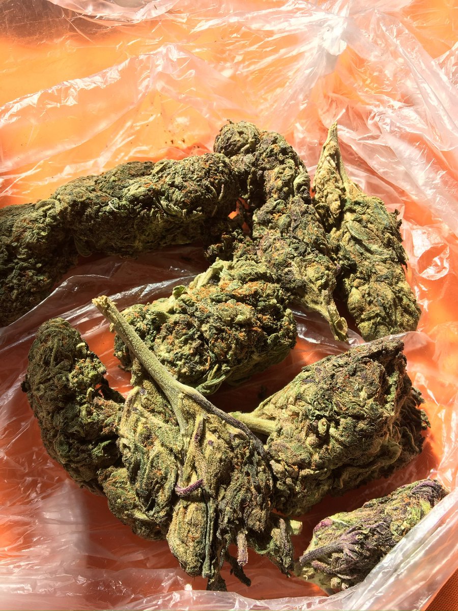 ibeleeenn's tweet photo. habitual #weedtwt https://t.co/SJdmV0FG6G
