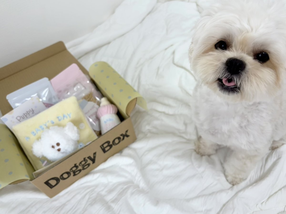 pote__1122's tweet photo. とびきり可愛いBOXが届いた🍼🤍
本人、大正解の遊び方してる👶🏻🪽
 #doggybox #pr https://t.co/btG4s3vnKu