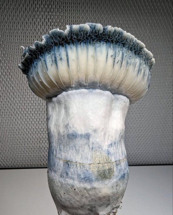 judah15674's tweet photo. A single psilocybin mushroom, "Halo Gates", from a cross of the species TAT Black Cap and Emerald Gates https://t.co/U4jrwdPp46