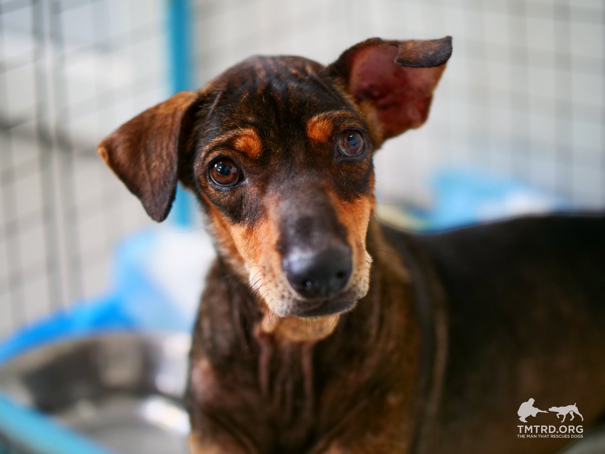 tmtrdorg's tweet photo. Love dogs?
Love what we are doing? 
Help us a little bit. 
It goes a long way here in Thailand. 

Woof 🐶 

We have 1300+ dogs in our care 🧡🙏😊
They would love YOUR support 😊

SOL: nWg8HKj4UisdbBWtzhvUTCyiUxBqYUhFExM9wBJmPaZ https://t.co/POCSdeOPvi