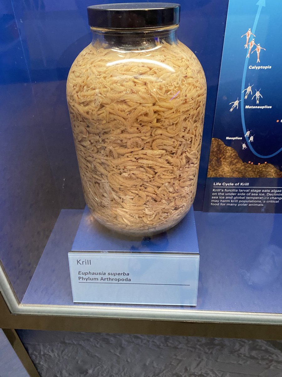 gaybarkovitch's tweet photo. gaze into her krill in jar i sometimes stare for hours https://t.co/NyQ78X0HjI