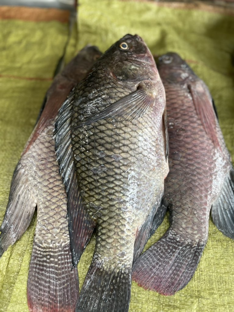 MarekaMalili's tweet photo. Tunaendelea kuboresha huduma zetu siku mpaka siku.
Msichoke kutuunga mkono hata pale tunapoteleza.
Tuamini, Tutume, na tutafanya kadri ya uwezo wetu.
Asanteni.
0762344677 https://t.co/3PV4GIDHsc
