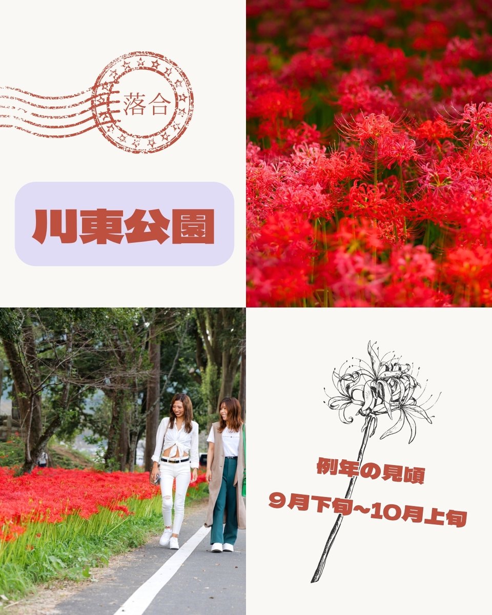 maniwatrip's tweet photo. 【岡山県真庭🍂】
今回はドライブやお散歩でぜひ訪れてほしい、鮮やかに咲き誇るおすすめのフラワースポットをご紹介します！

どこもこの季節にしか出会えない特別な景色が広がっています✨
ぜひカメラを持って秋を満喫しに来てくださいね😊

#真庭 #秋のお出かけ #秋の絶景 #ドライブスポット https://t.co/9gCxO8kAkD
