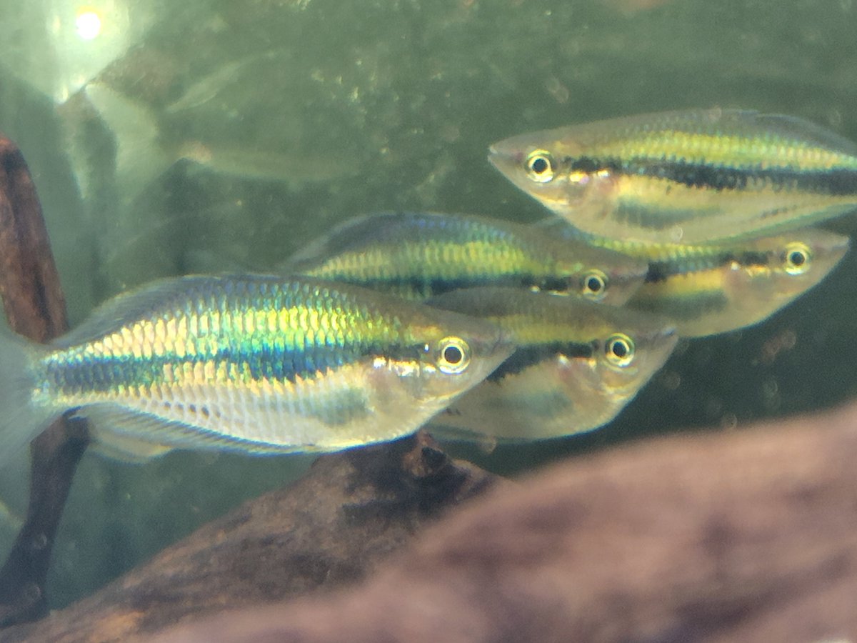 S_Pisces2026's tweet photo. メラノタエニ  シネルゴス
ニューギニア西部  6cm± https://t.co/RiIeh9xtLE