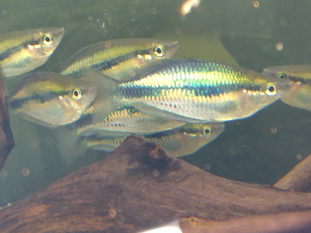 S_Pisces2026's tweet photo. メラノタエニ  シネルゴス
ニューギニア西部  6cm± https://t.co/RiIeh9xtLE
