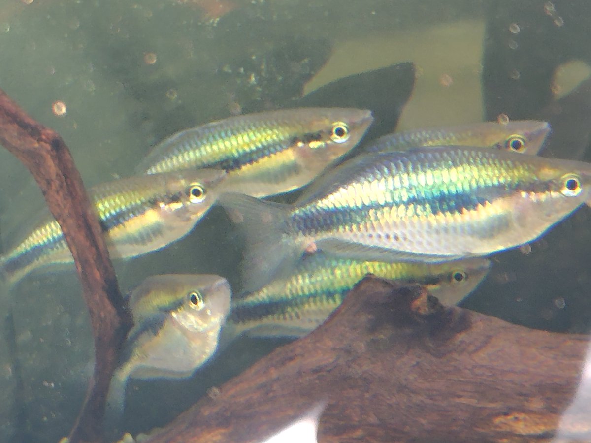 S_Pisces2026's tweet photo. メラノタエニ  シネルゴス
ニューギニア西部  6cm± https://t.co/RiIeh9xtLE