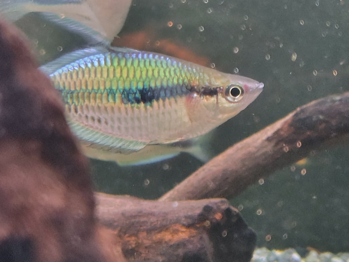 S_Pisces2026's tweet photo. メラノタエニ  シネルゴス
ニューギニア西部  6cm± https://t.co/RiIeh9xtLE