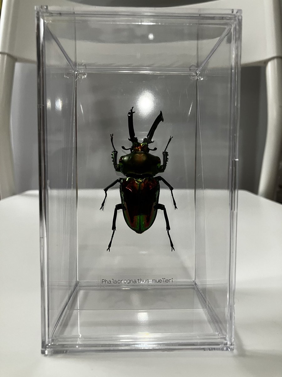 wildbeetle_shop's tweet photo. ニジイロクワガタとパフアキンイロクワガタ（パープル）の標本完成。
写真撮るの下手で綺麗な色が出ていませんが多分、綺麗です。
気になる方はお問い合わせください。
尚、発送は致しておりせん。 https://t.co/lVXJewuBr9