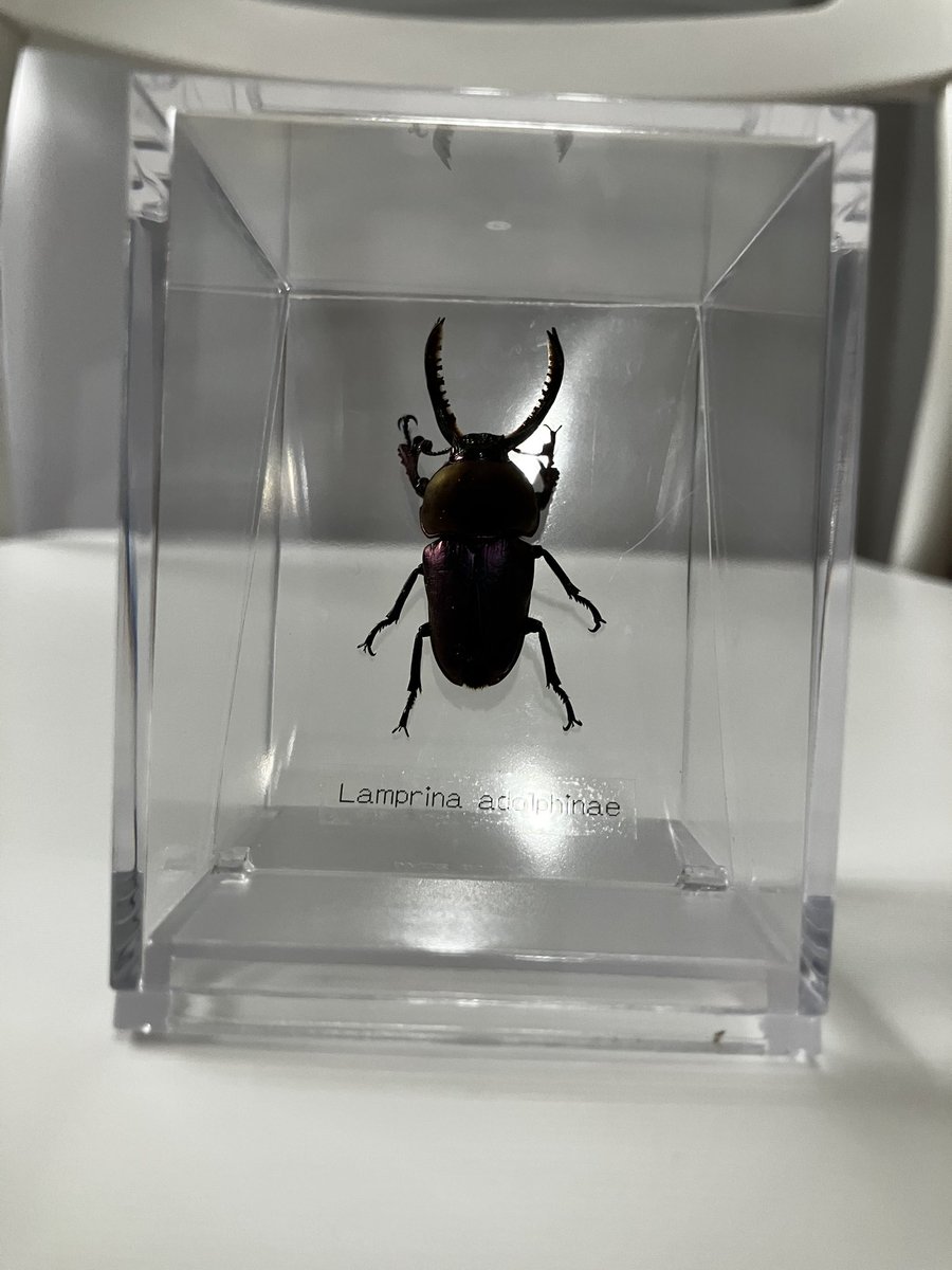 wildbeetle_shop's tweet photo. ニジイロクワガタとパフアキンイロクワガタ（パープル）の標本完成。
写真撮るの下手で綺麗な色が出ていませんが多分、綺麗です。
気になる方はお問い合わせください。
尚、発送は致しておりせん。 https://t.co/lVXJewuBr9