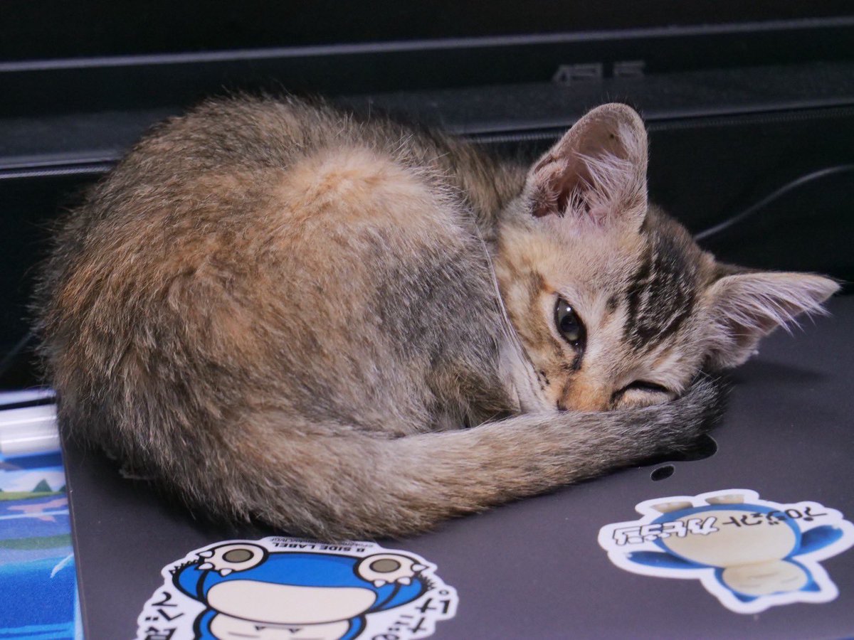 yapitamQ's tweet photo. MacBookで暖取りねこ https://t.co/8EtHWiSU6J