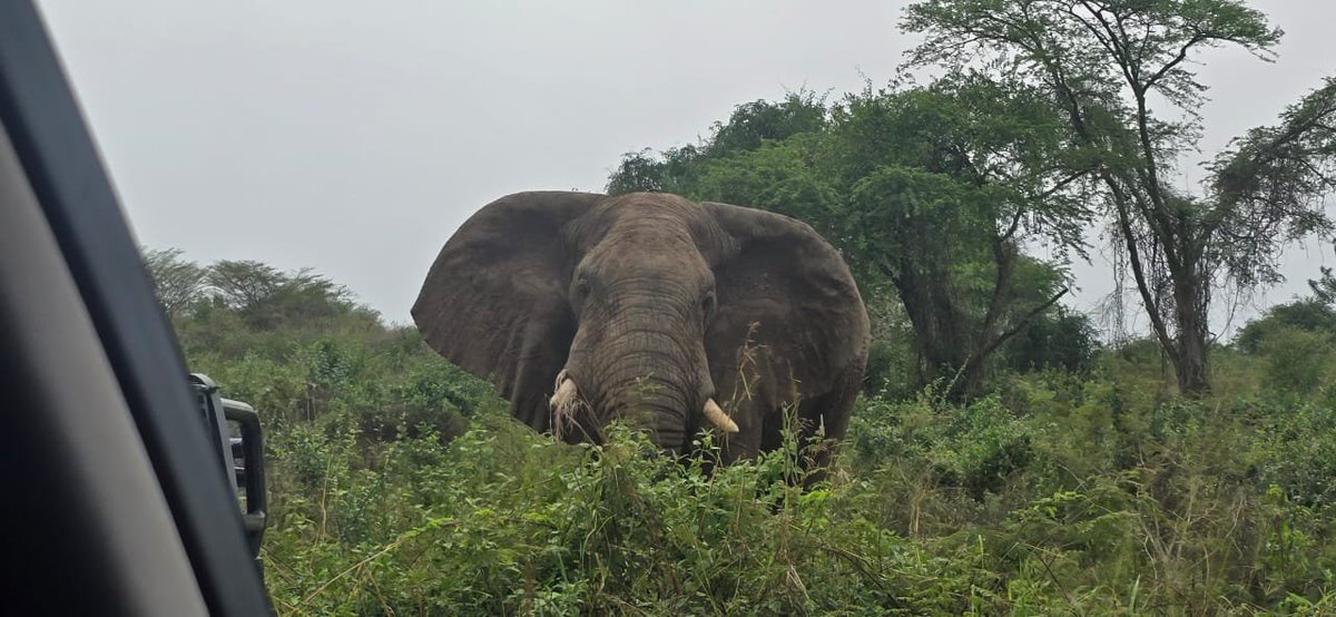 akasu5598's tweet photo. Good morning from Uganda the pearl of Africa 
#VisitUganda
#ExploreUganda https://t.co/co74rpGfGL