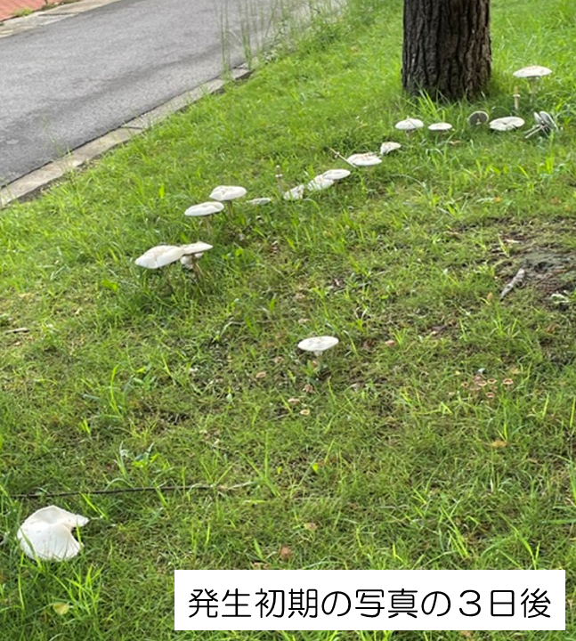 nagoya_koho's tweet photo. 📢【大量発生している白いキノコ（オオシロカラカサタケ）にご注意ください！】

市内公園などの芝生・草地に白いキノコが大量発生しています。
見かけても、触らないようにしてください。
このキノコは、有毒のオオシロカラカサタケの可能性があります。
オオシロカラカサタケは、食べると、嘔吐、下痢、腹痛などを引き起こします。
もし、誤ってキノコに触れた場合は、念のためよく手などを洗ってください。