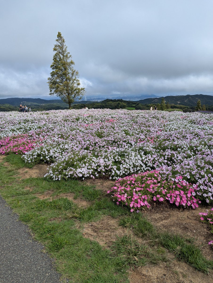 hurricane_Mk1's tweet photo. 淡路花さじきも行ってました。 https://t.co/Nni5La6aqG