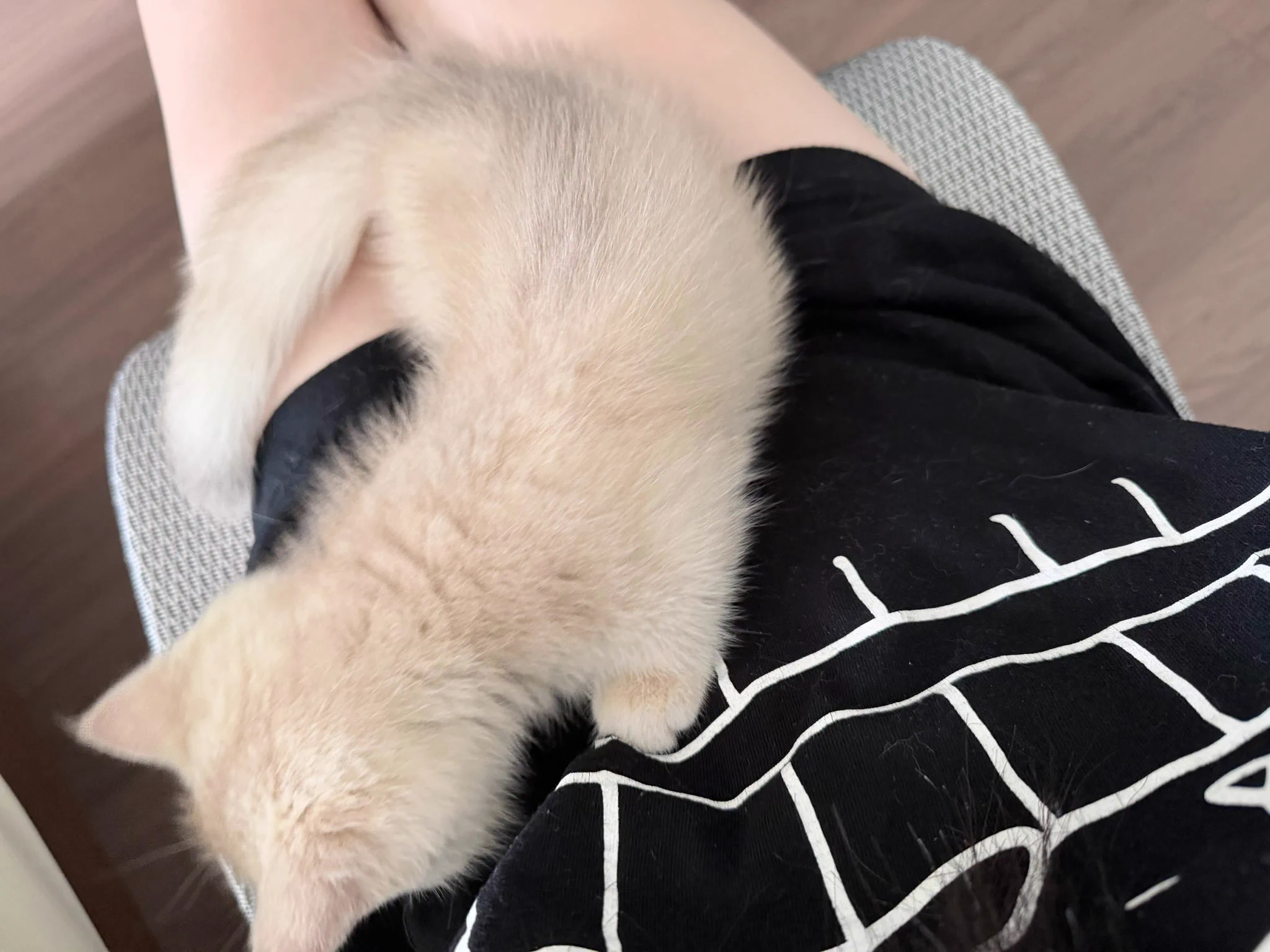 ねこa X: 