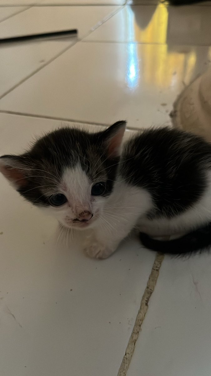 koii14en's tweet photo. dipss sorry yg mau dm komen lgi yukk 
adek adeknyaa niii, aku blm capable ngurus semuanyaa huhu langsung ke kos aja yaw https://t.co/KNGK7OHbiH