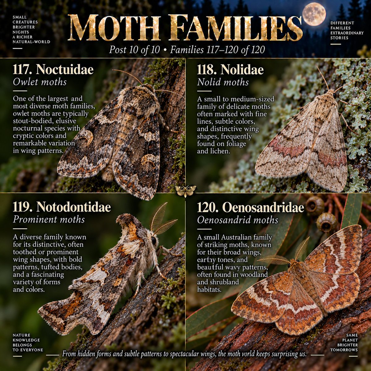 Naturetofly's tweet photo. Part 10 of 10 �� Our final chapter explores families 109–120, from striking day-fliers and dazzling Urania moths to owlet, nolid and prominent moths. Some shine with vivid colors, others with perfect camouflage, but all reveal the extraordinary beauty and diversity hidden in the moth world. ✨
#Moths #Lepidoptera #NatureFacts