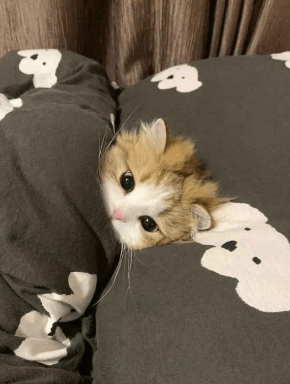 RealSirN's tweet photo. Cat Dog https://t.co/aTaiRv9aPO