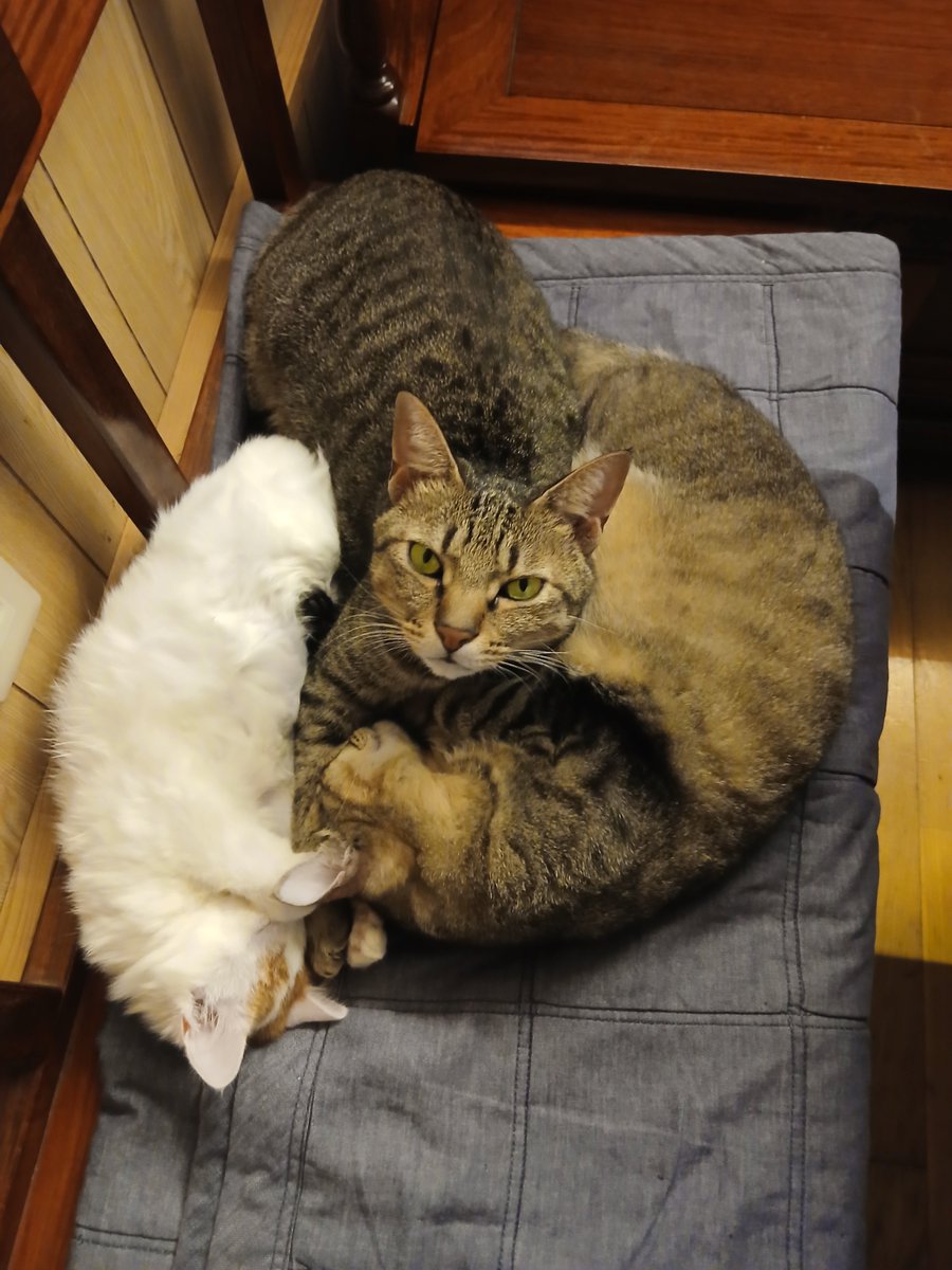 cab5jm's tweet photo. 多頭飼いの良さ🫶 https://t.co/031LNNmZRc