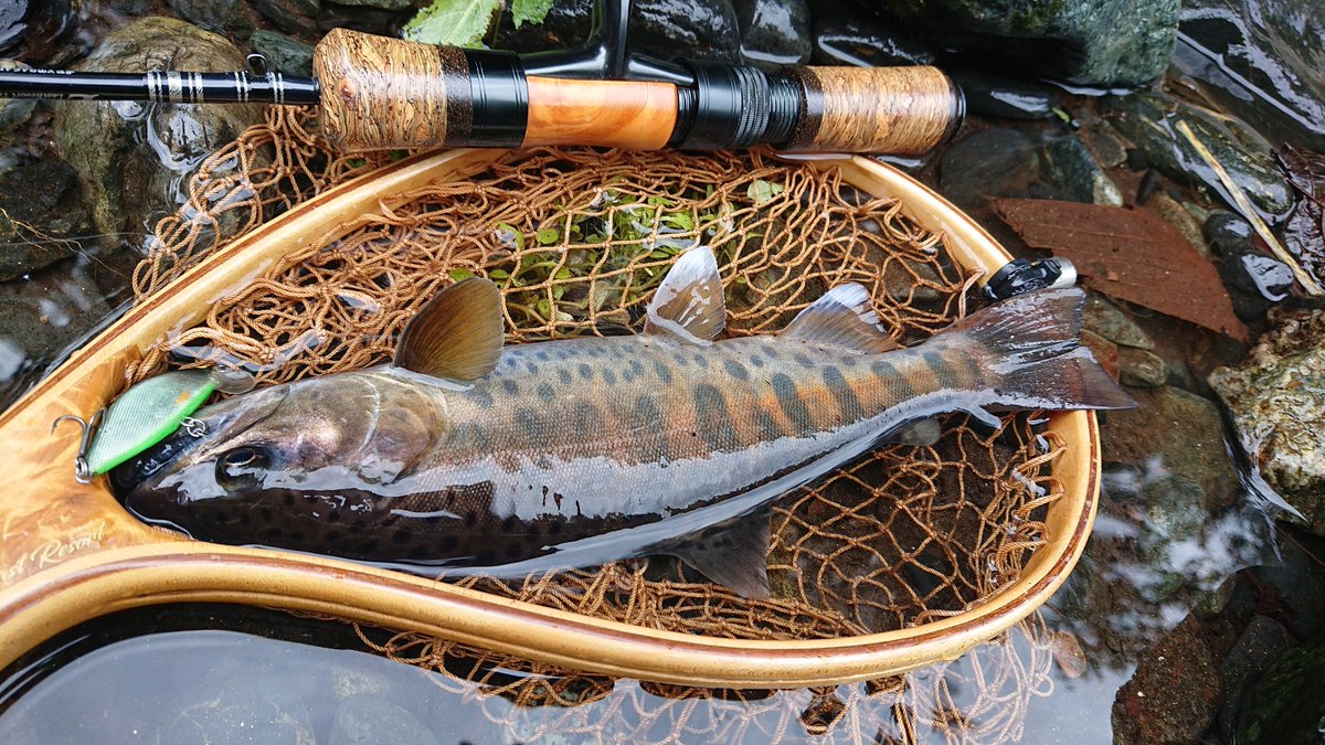 kenchang_RX's tweet photo. 行きたかった川は増水中のため、こっち方面で先週の続き🎣
夜中に降った雨もたいした事なかったようで水量ちょい高め＋クリアでした
先週とはだいぶ魚の付き場が変わってきた模様🤔
腰痛いのと雨強くなってきたので早めに終了😇
#exts464ul
#山女魚ネット
#awayco40s
#zico45s
#けんちんミノー https://t.co/yPfLMXXP9K
