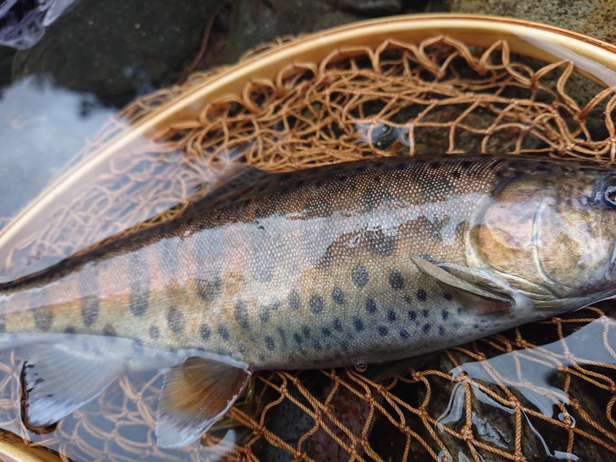 kenchang_RX's tweet photo. 行きたかった川は増水中のため、こっち方面で先週の続き🎣
夜中に降った雨もたいした事なかったようで水量ちょい高め＋クリアでした
先週とはだいぶ魚の付き場が変わってきた模様🤔
腰痛いのと雨強くなってきたので早めに終了😇
#exts464ul
#山女魚ネット
#awayco40s
#zico45s
#けんちんミノー https://t.co/yPfLMXXP9K