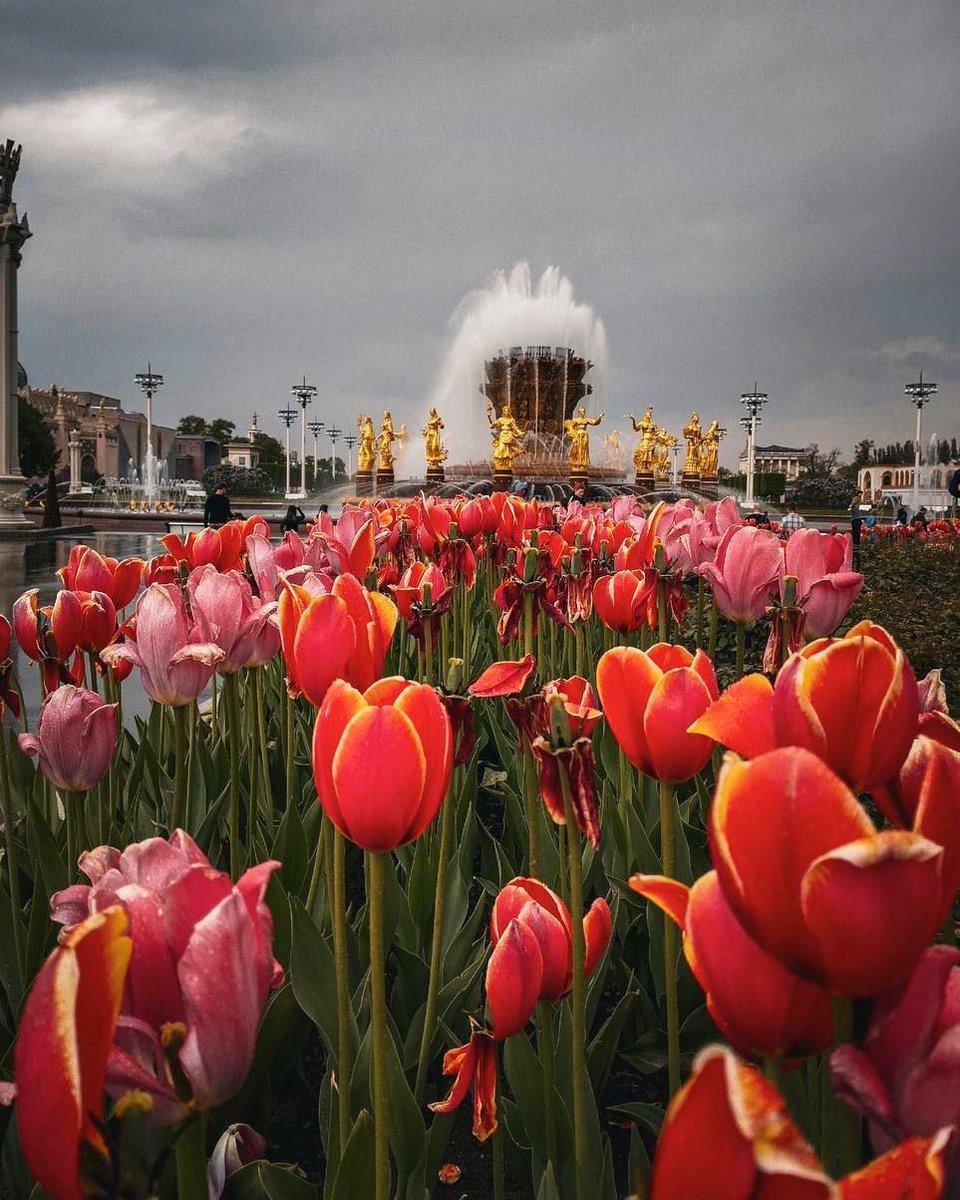 DominiqueShl's tweet photo. beautiful Moscow 🌸 VDNH https://t.co/Xm6WRfDUhj