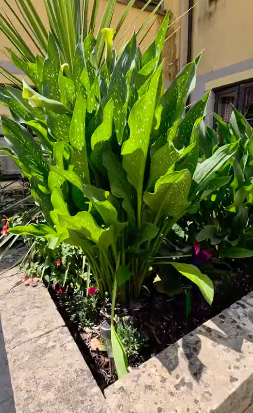 CHNursinghome's tweet photo. We’re very pleased to share that our courtyard has received a Gold award after being named a joint winner in the 2026 Frome in Bloom competition!

#FromeInBloom #FromeSomerset #Community #WellLed #Responsive https://t.co/0LZpjMz4rb