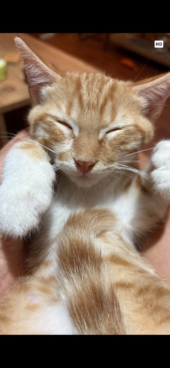 brkylmzlndn's tweet photo. Tedavisini yaptırdığımız 4 aylık erkek (kısır değil) kediye yuva arıyoruz.Gözleri ile ilgili sıkıntısı var.Öncelik Antalya ama pet nakil ile gönderebiliriz https://t.co/pNKMXOwSBf