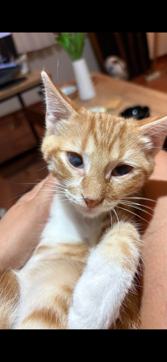 brkylmzlndn's tweet photo. Tedavisini yaptırdığımız 4 aylık erkek (kısır değil) kediye yuva arıyoruz.Gözleri ile ilgili sıkıntısı var.Öncelik Antalya ama pet nakil ile gönderebiliriz https://t.co/pNKMXOwSBf
