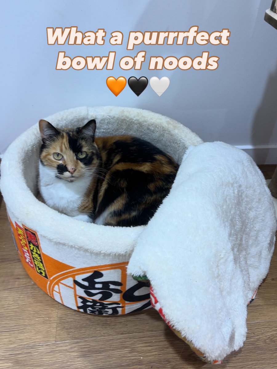 purrsandbeansnz's tweet photo. Spring may have arrived but the chilly evenings haven’t yet disappeared which means a pawfect bowl of hot ramen still hits the spot 🍜🧡🖤🤍 #springbutitsstillcold #ramencat #catbed #purrsandbeans https://t.co/LUIG2X2YiO