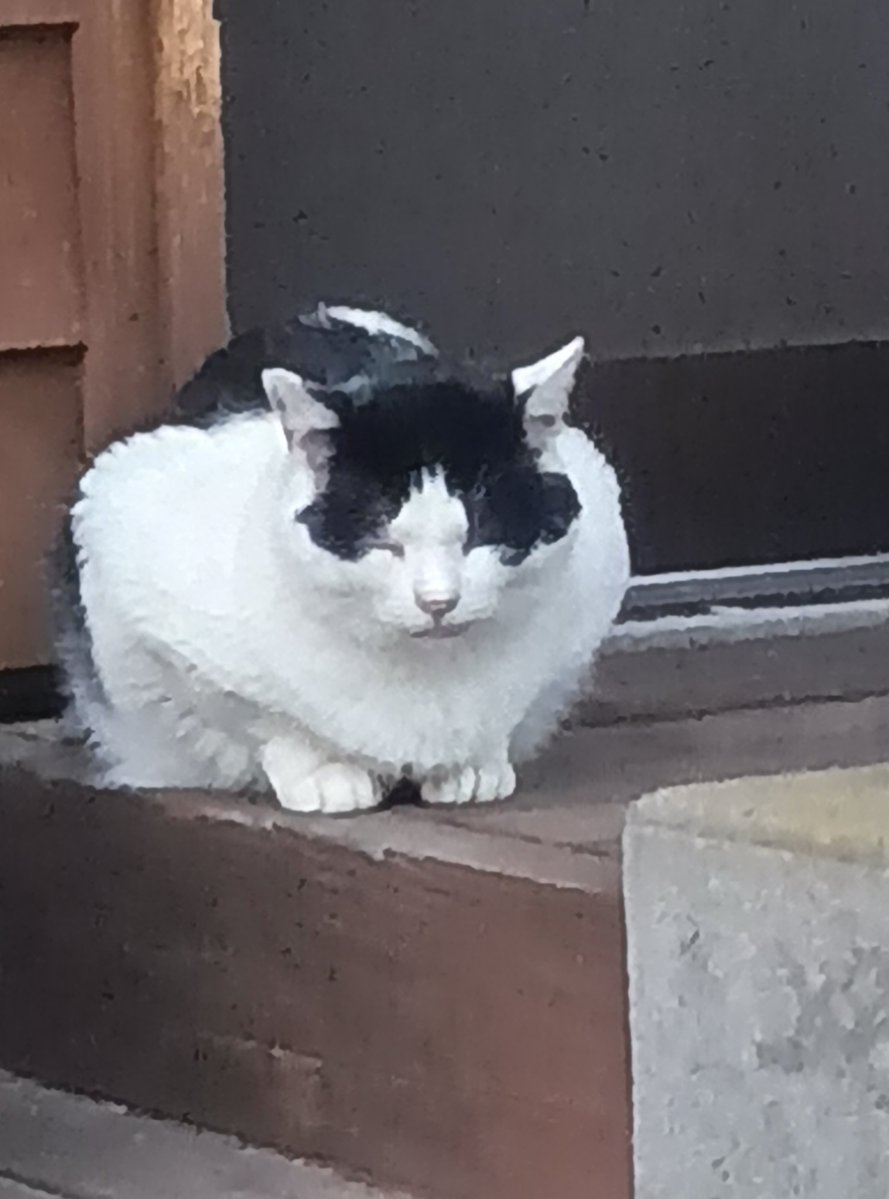 ymo1983's tweet photo. 榛名神社社家町に猫がいる https://t.co/7gnNDb7Mzf