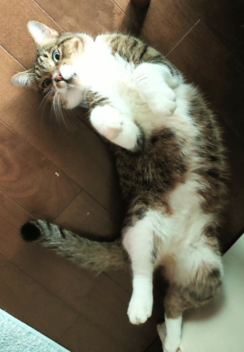 mesodragon's tweet photo. ゴロゴロニャ～　夜だからゆっくりゴロゴロするのニャ～⭐　#猫がいる幸せ　#猫が好き　#どらちゃん https://t.co/CrrJPBx42o