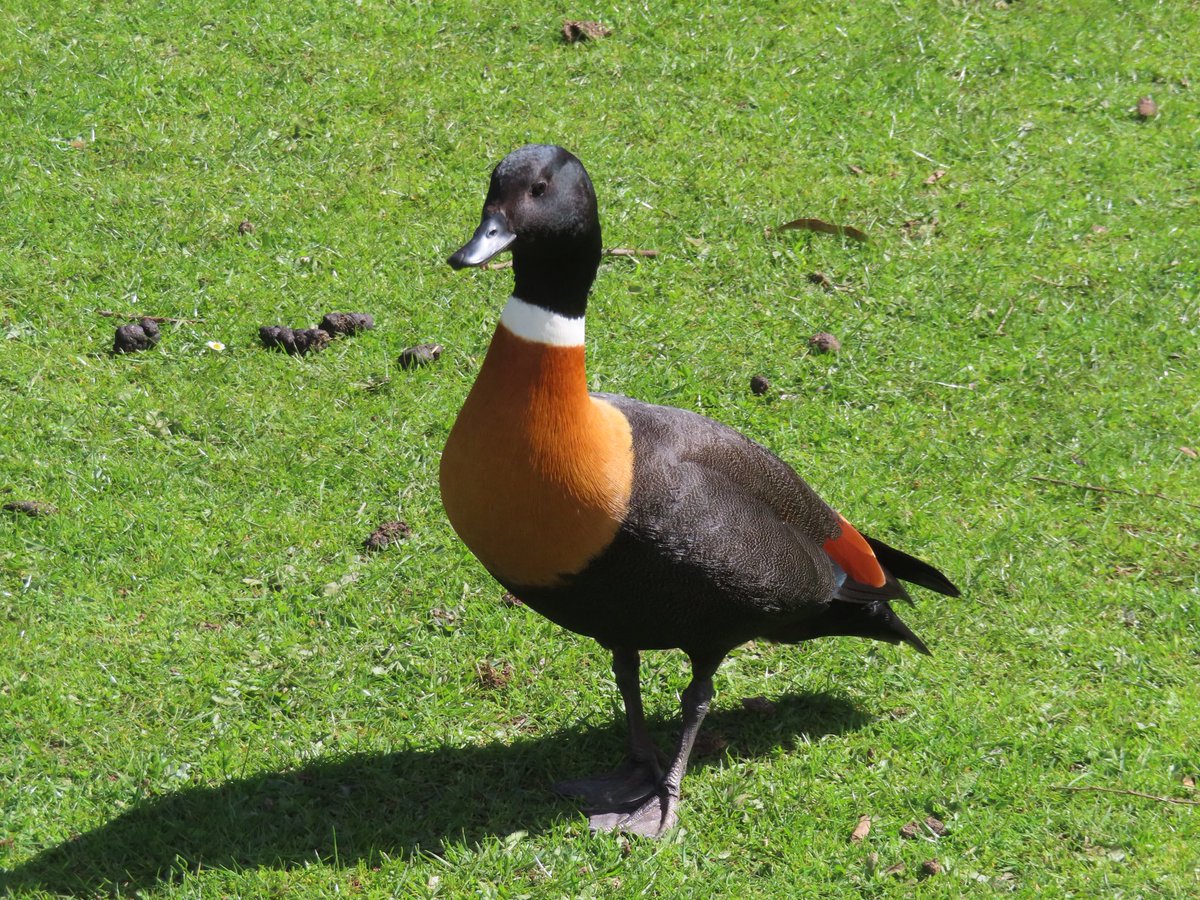 wapple15's tweet photo. #MallardMonday #DuckReport TAS 🇦🇺 https://t.co/fdG1H4N2Bm