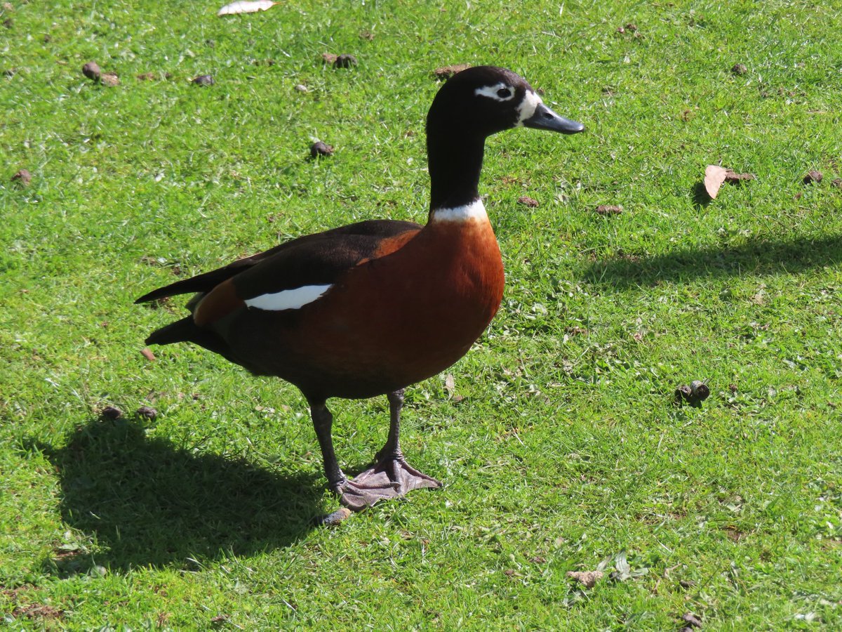 wapple15's tweet photo. #MallardMonday #DuckReport TAS 🇦🇺 https://t.co/fdG1H4N2Bm